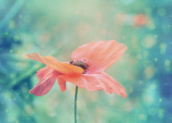 Beautiful red poppy in artistic soft colors with bokeh lights